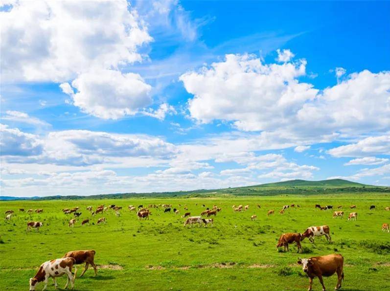 内蒙古发展探讨,观点解析与未来发展展望